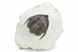 Diademaproetus Trilobite - Ofaten, Morocco #248766-3